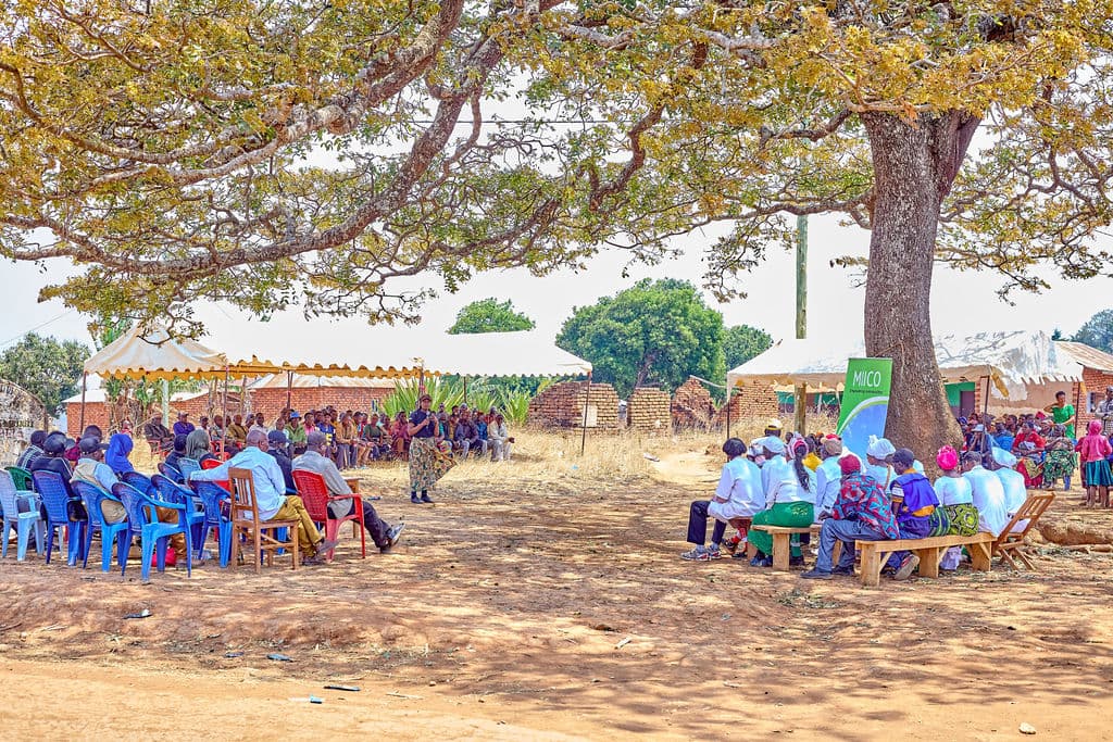 Mbozi Youth Transform Sunflower Farming Into Thriving Agri-Enterprises 10